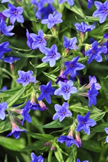 Spring Flower Photography Prints: Buglossoides flowers