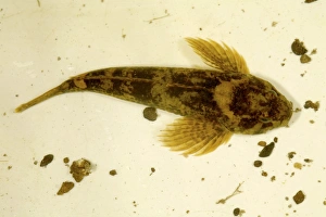 Prints of Bullhead (Cottus gobio). This species of freshwater fish is nocturnal. It is preyed on by trout. Photographed in the River Taw, Devon, UK Images Dated 2007 July: Bullhead Print, River Taw, Devon