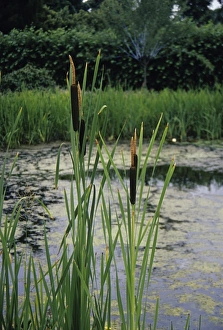 Wetland Flora Prints: Bulrushes