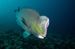 Bumphead Parrotfish Print, 30x20cm