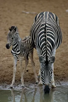 Images Dated 26th November 2003: Burchells zebra with foal