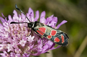 Zygaena Carniolica Prints: Burnet Moth