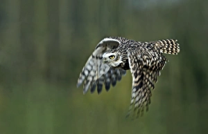 Owl In Flight Prints: Burrowing owl