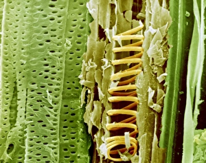 Plant Vascular System Prints: Buttercup stem, SEM