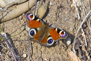 Butterfly Habitat Images Prints: Butterfly
