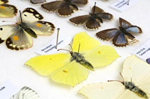 European Insects Prints: Butterfly collection
