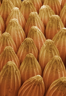 Images Dated 2001: Butterfly Eggs Print: Coloured SEM of Pieris brassicae eggs
