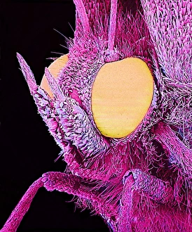 Scanning Electron Micrograph Insects Prints: Butterfly, SEM