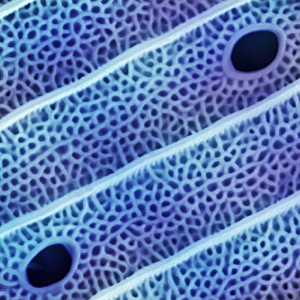 Prints of Butterfly wing scale, coloured scanning electron micrograph (SEM). A butterflys scales are modified hairs, or setae, and are made of chitin, a common substance in insect exoskeletons Images Dated 2008 December: Coloured SEM Print of Butterfly Wing Scale