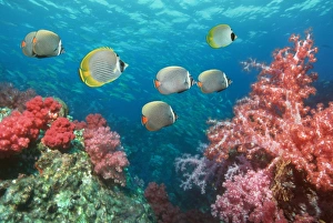 Andaman Sea Fish Prints: Butterflyfish over corals