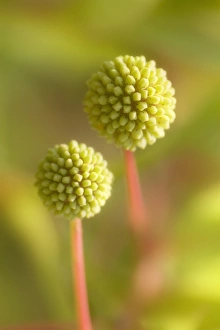 Native American Plants Prints: Button bush (Cephalanthus occidentalis)