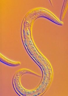 Prints of Caenorhabditis elegans nematode worm, light micrograph. This soil-dwelling hermaphrodite nematode worm is one of the most studied animals in biological and genetic research Images Dated 2002 September: Caenorhabditis elegans nematode worm light micrograph print