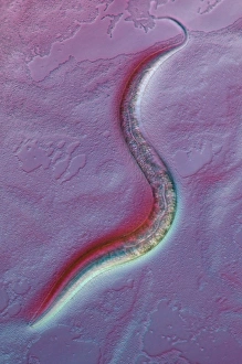 Images Dated 15th April 2011: Caenorhabditis elegans Larva Print