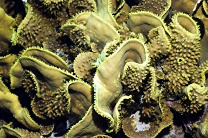 Marine Life Egypt Prints: Cabbage coral