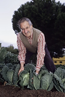 Brassica Oleracea Prints: Cabbage harvest