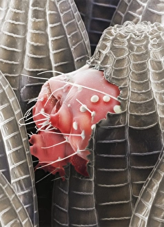 Cabbage white caterpillar hatching Print, SEM