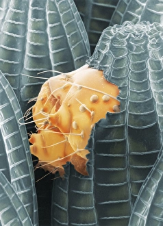 Insect Metamorphosis Images Prints: Cabbage white caterpillar hatching, SEM