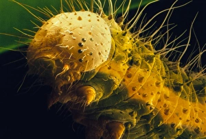 Cabbage white caterpillar, SEM Cabbage white caterpillar, SEM
