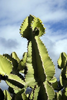 Canary Island Botany Prints: Cacti in flower