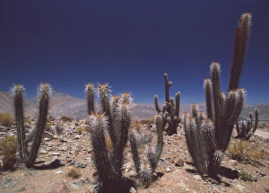Cacti Cacti