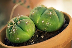 Cactus Plant Prints: Cactus