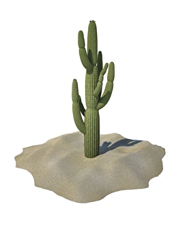 Cactus Art Prints: Cactus, artwork