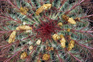 Cactus in Flower Print