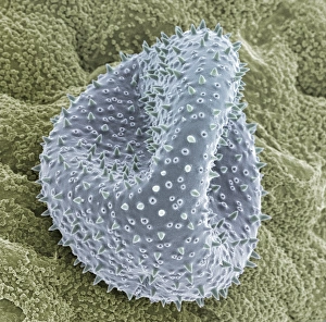 Pollen Grain Morphology Prints: Cactus pollen grain, SEM