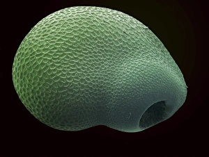 Seed Dispersal Methods Prints: Cactus seed, SEM
