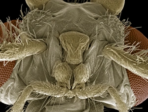 Scanning Electron Micrograph Prints: Caddisfly head, SEM