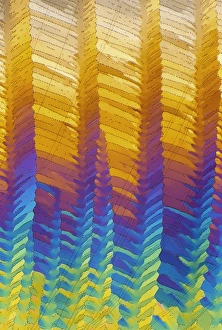 Images Dated 16th January 2009: Caffeine Crystals Print, Polarised Light Micrograph
