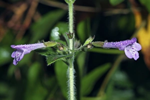 Mediterranean Wildflowers Prints: Calamintha sylvatica