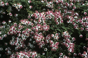 White And Purple Flowers Prints: Calico aster (Aster Horizontalis )