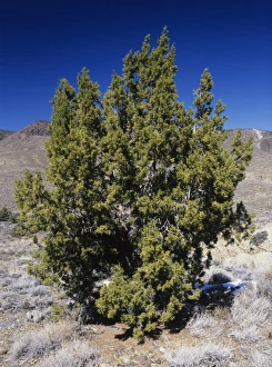 California juniper, Juniperus californica California juniper, Juniperus californica