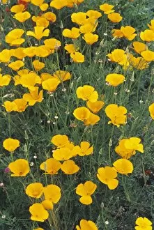 Images Dated 29th November 2004: California poppies