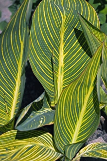Exotic Houseplants For Sale Prints: Calla sp