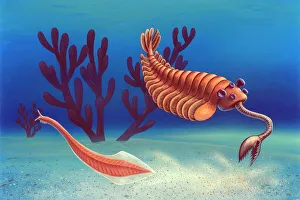 Cambrian Period Print: Opabinia regalis and Pikaia