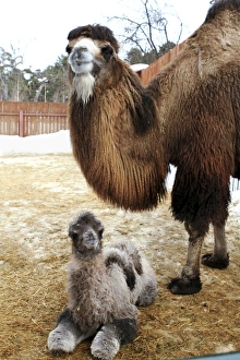 Bactrian Camel Prints: Camel and colt
