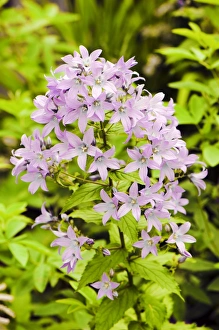 Perennial Flowering Plants Prints: Campanula lactiflora