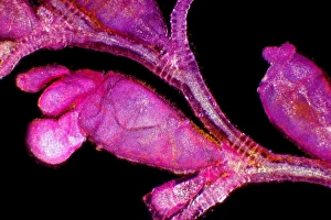 Polarised Light Microscopy Prints: Campanularia hydrozoan, light micrograph