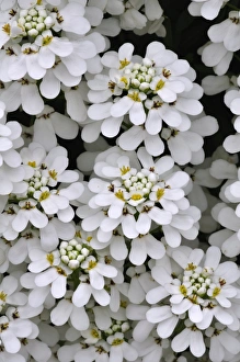 UK Wildflowers Prints: Candytuft (Iberis sempervirens)