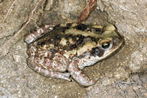 South America Amphibians Prints: Cane toad, Ecuador C013 / 8860