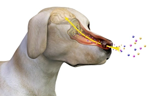 Canine olfactory system, artwork C018/0295 Canine olfactory system, artwork C018/0295