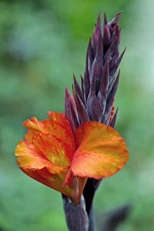 Tropical Flower Prints: Canna sp