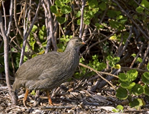 Cape Francolin Prints: Cape francolin