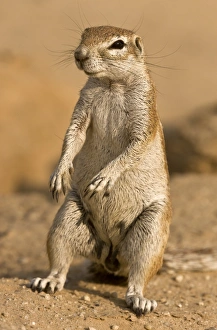 Southern Africa Wildlife Prints: Cape ground squirrel