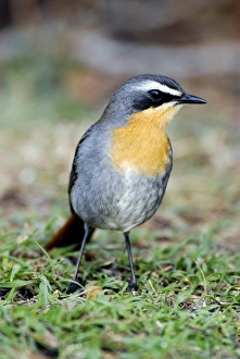De Hoop Nature Reserve Prints: Cape robin-chat