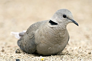 Cape Turtle Dove Print