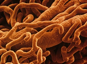 Scanning Electron Microscope Photos Prints: Capillaries, SEM
