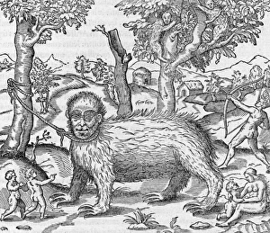Bradypus Variegatus Images Prints: Captive sloth, 16th century